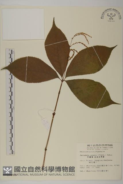 臺灣及己藏品圖，第1張