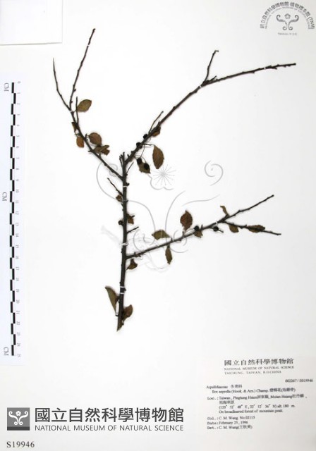 燈稱花、烏雞骨藏品圖，第1張