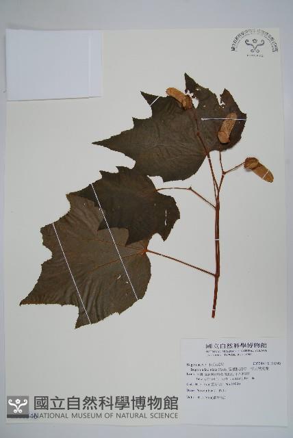 裂葉秋海棠、巒大秋海棠藏品圖，第1張