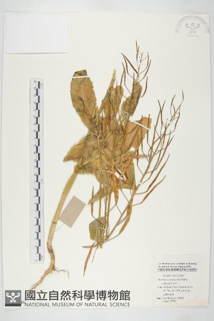 油菜藏品圖，第1張