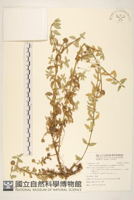 天蓬草舅藏品圖，第1張