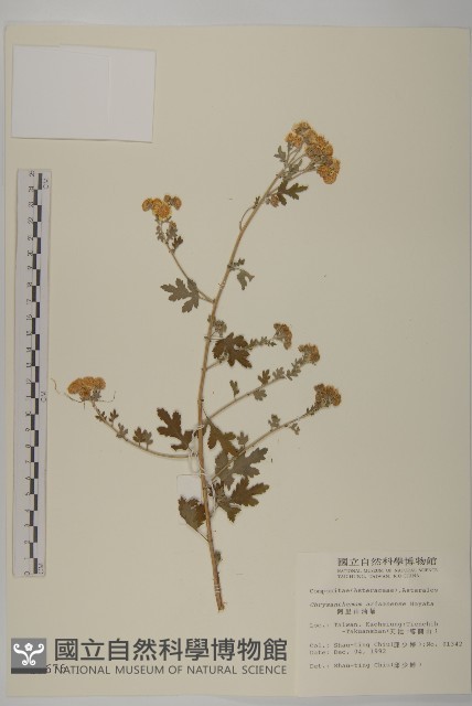 阿里山油菊藏品圖，第1張