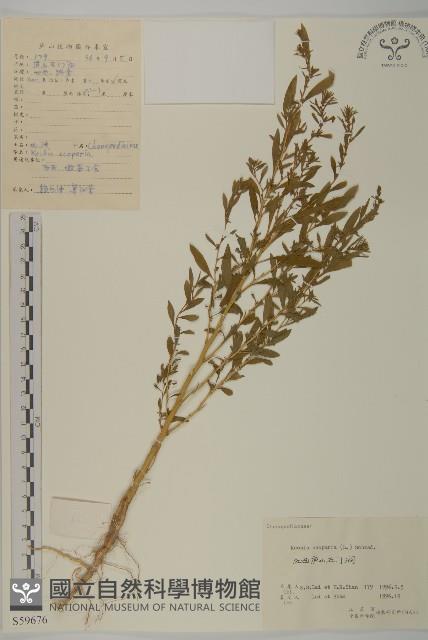 地膚、掃手草藏品圖，第1張