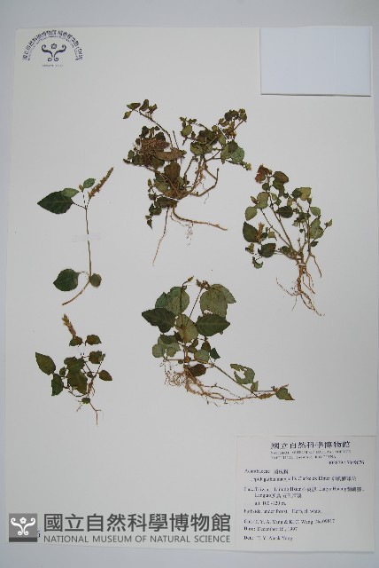 卵葉鱗球花藏品圖，第1張