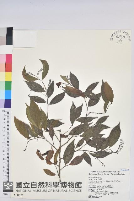 密花五月茶藏品圖，第1張