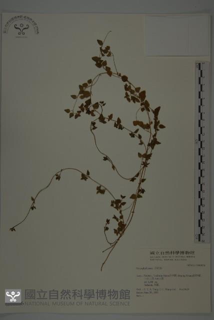 玉山山奶草藏品圖，第1張