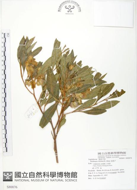 車桑子藏品圖，第1張