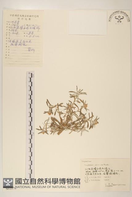 父子草、天青地白藏品圖，第1張