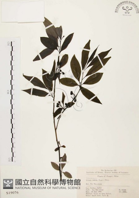 山胡椒藏品圖，第1張