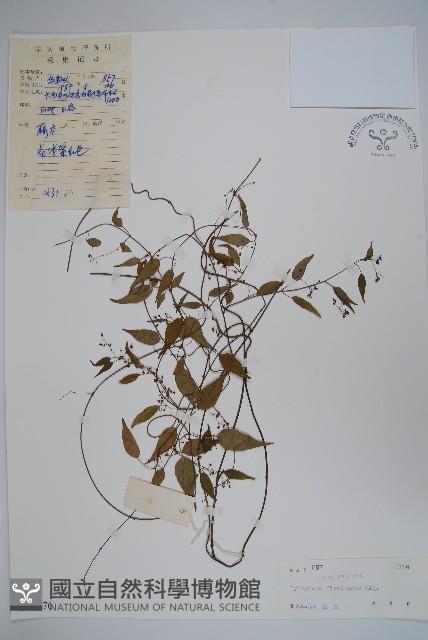 七層樓藏品圖，第1張