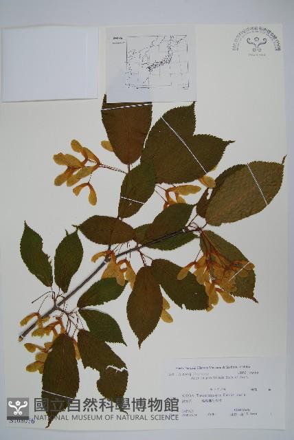 鵝耳櫪槭藏品圖，第1張