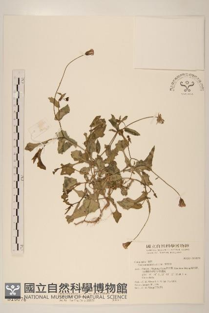 紫背草藏品圖，第1張