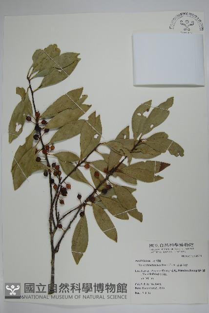 革葉冬青藏品圖，第1張