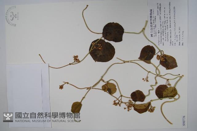 蘭嶼牛皮消、蘭嶼白薇藏品圖，第1張