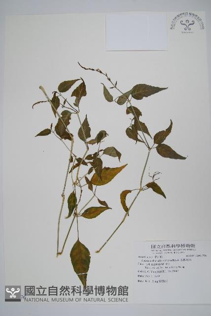 銀脈爵床藏品圖，第1張