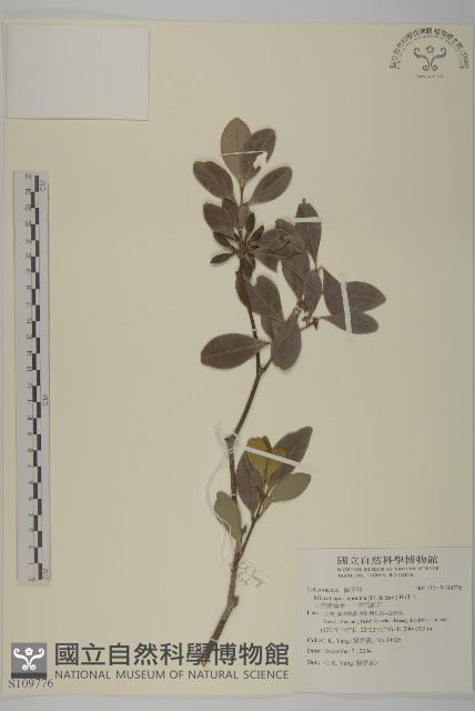 日本賽衛矛、日本假衛矛藏品圖，第1張