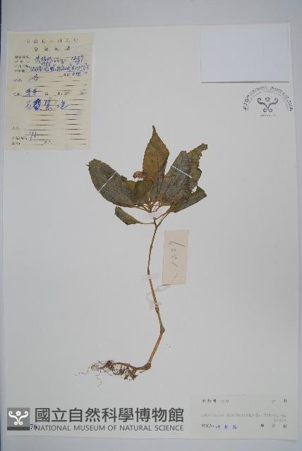 睫毛萼鳳仙花藏品圖，第1張