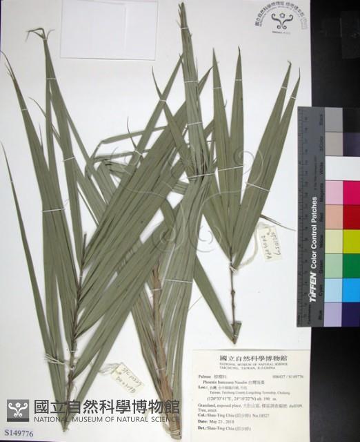 台灣海棗藏品圖，第1張