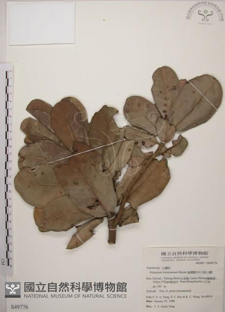 大葉山欖、臺灣膠木藏品圖，第1張