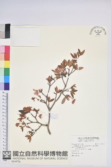 紅毛杜鵑藏品圖，第1張