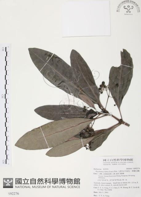 九節木、牛屎烏、青龍吐霧藏品圖，第1張