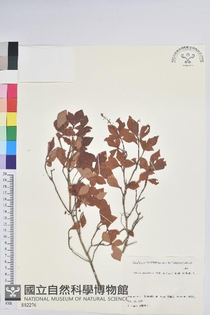 登錄號:S082276藏品圖，第1張