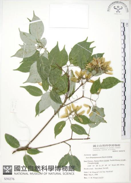 樟葉槭, 飛蛾子樹藏品圖，第1張