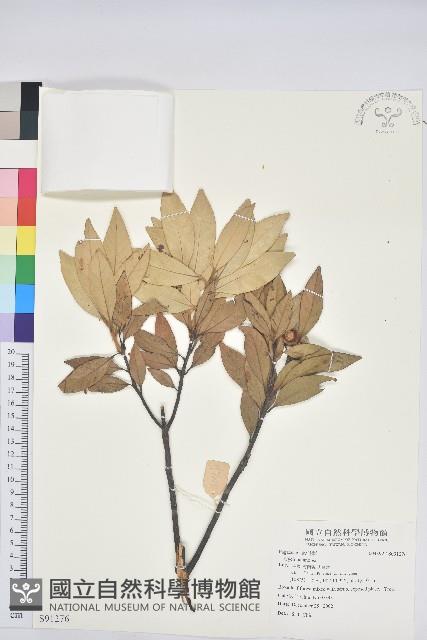 登錄號:S091276藏品圖，第1張