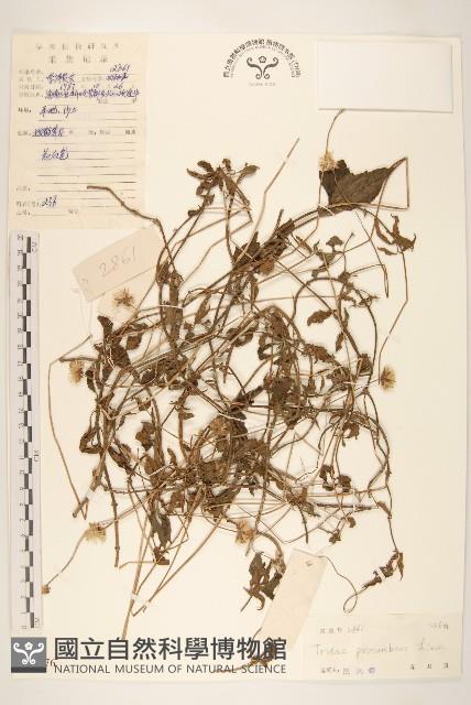 長柄菊藏品圖，第1張