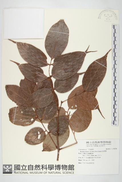 紅葉藤藏品圖，第1張