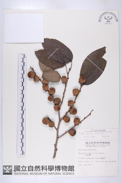 山柿, 山豆柿藏品圖，第1張