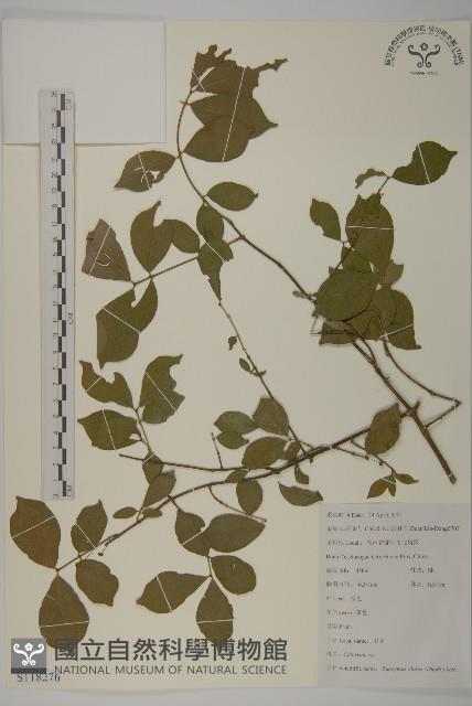 衛矛藏品圖，第1張