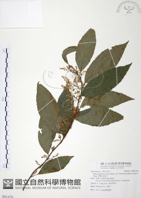 台灣山桂花藏品圖，第1張