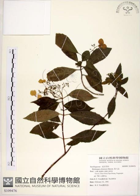 華八仙藏品圖，第1張