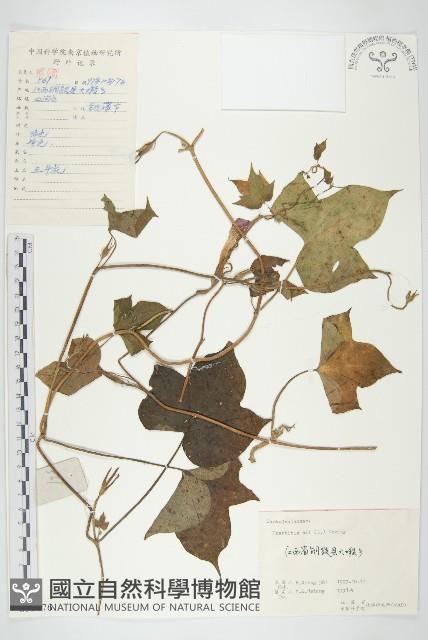 Accession Number:S059476 Collection Image, Figure 1, Total 3 Figures