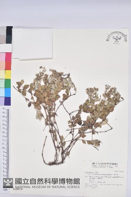 心葉大戟藏品圖，第1張