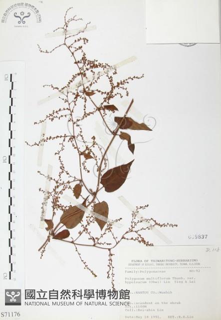 臺灣何首烏藏品圖，第1張