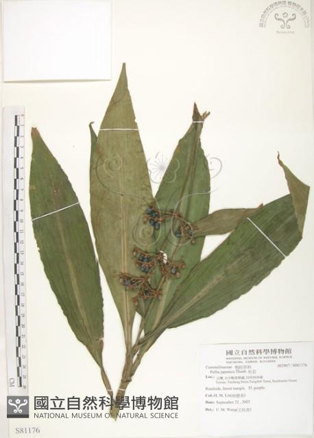 杜若藏品圖，第1張