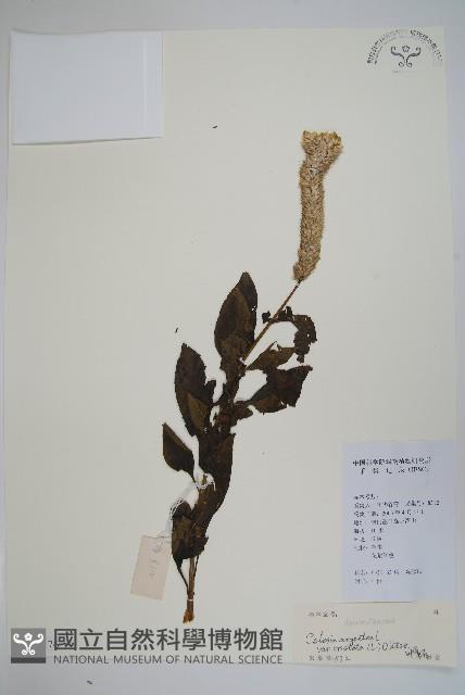 登錄號:S129176藏品圖，第1張