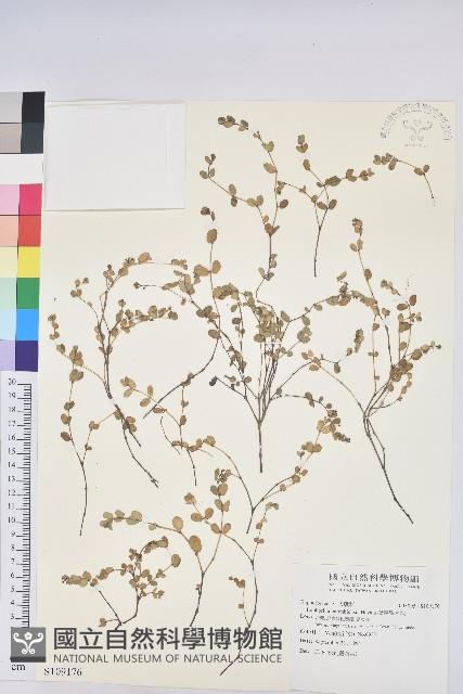 鵝鑾鼻大戟藏品圖，第1張