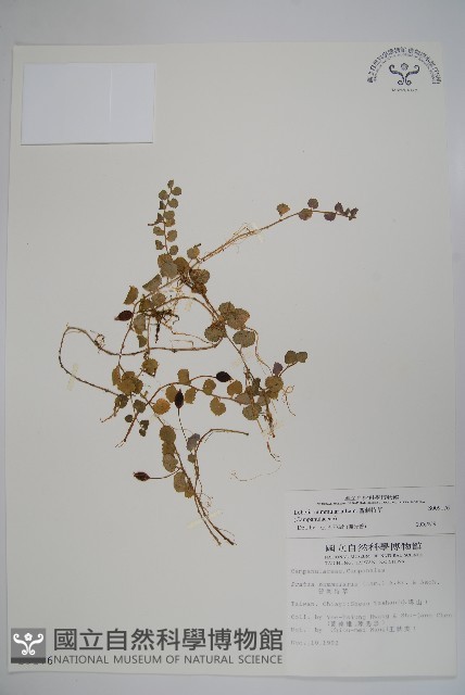 普刺特草藏品圖，第1張
