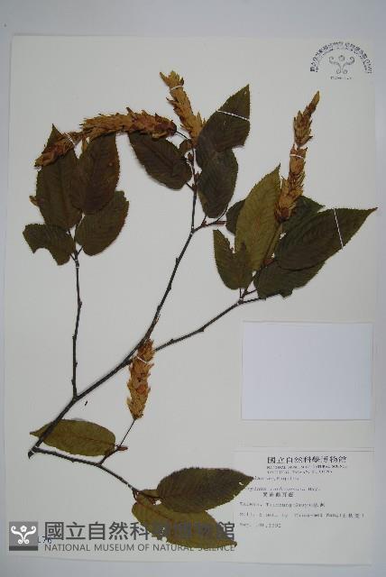 蘭邯千金榆藏品圖，第1張