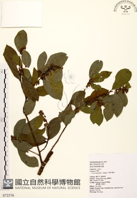 黃肉樹, 小梗木薑子藏品圖，第1張