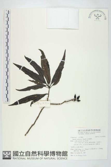 桃葉珊瑚藏品圖，第1張