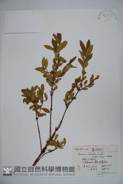 藍錠果藏品圖，第1張