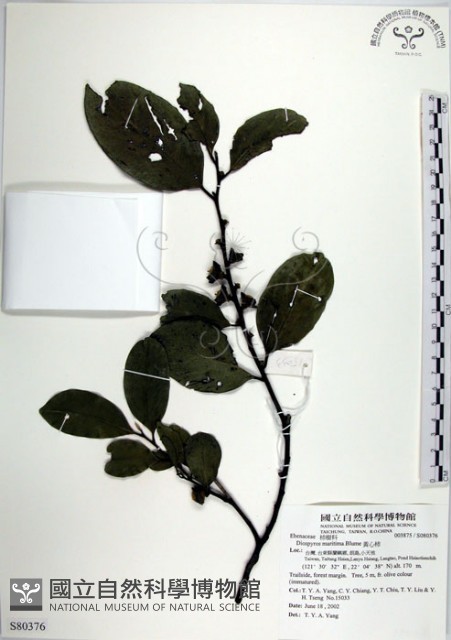 黃心柿藏品圖，第1張