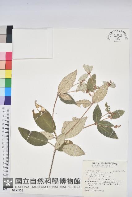 裡白巴豆藏品圖，第1張