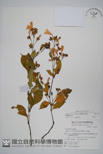 腺萼馬藍藏品圖，第1張