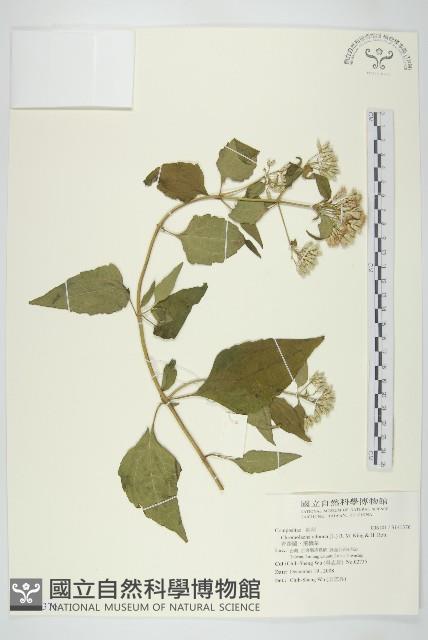 香澤蘭、飛機草藏品圖，第1張