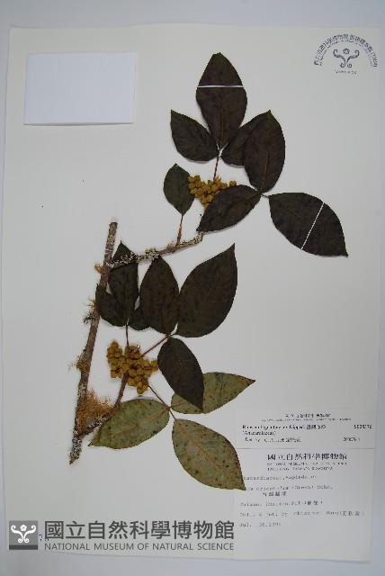 臺灣藤漆藏品圖，第1張